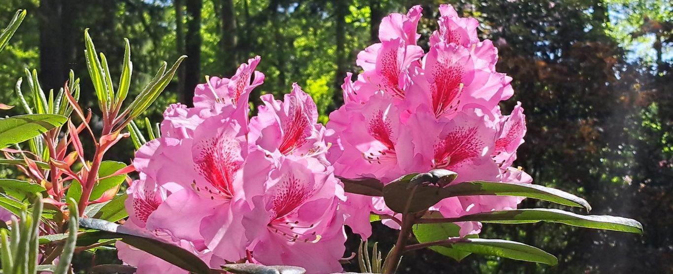 Rhododendronbild